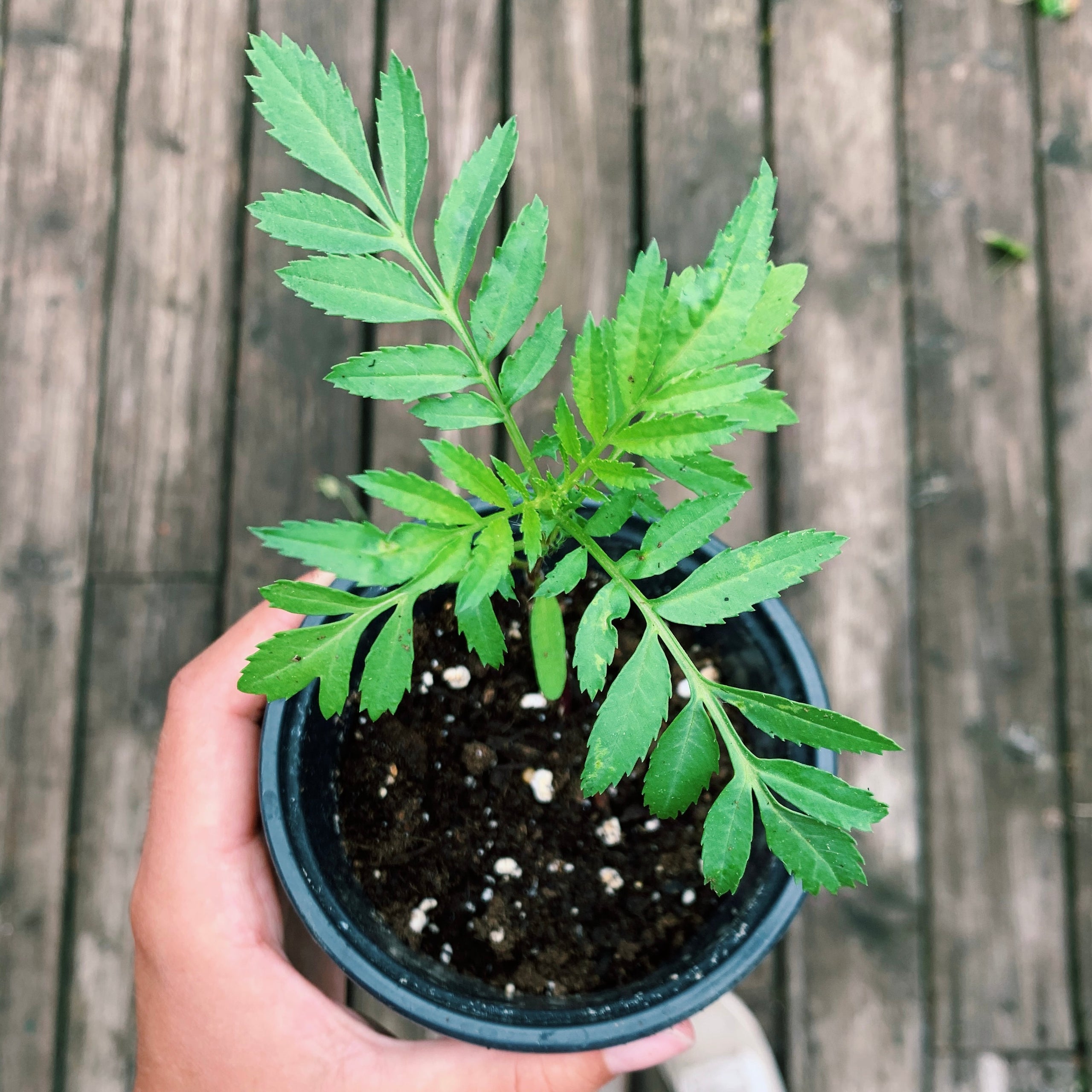 Marigold seedlings outlet